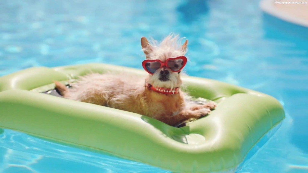 Nieuwe betekenis Zij zijn veronderstellen Zondag 18 september honden zwemmen – Zwembad Geulle